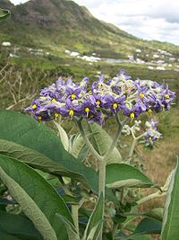 Solanum mauritianum.jpg