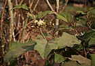 Solanum torvum 5.jpg