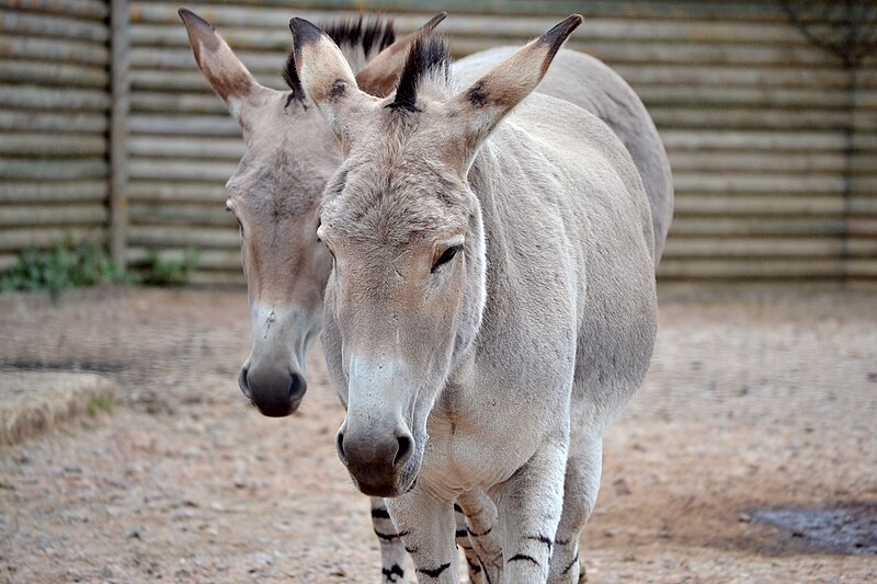 File:Somali wild ass pair.jpg