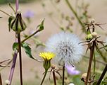 Urospermum picroides (Asteraceae)