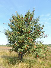 Vogelbeere (Rowan)