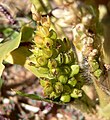 Sorghum Bicolor