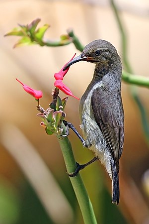 Souimanga sunbird (Cinnyris sovimanga apolis) female