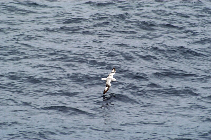 File:Southern Fulmar - Fulmarus glacialoides.jpg