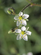 Spergula arvensis, Gewone spurrie bloem (1).jpg