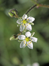 Spergula arvensis, Gewone spurrie bloem (1).jpg