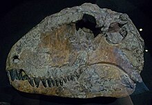 Heavily restored skull of S. ferox in the Field Museum Sphenacodon ferox 1.jpg