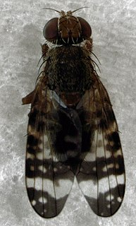 <i>Tephritis fascigera</i> Species of fly