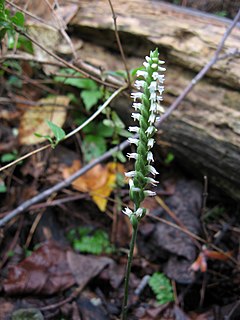<i>Spiranthes ovalis</i> Species of orchid