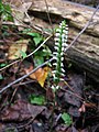 Spiranthes ovalis