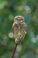 Thumbnail for File:Spotted owl in nature.jpg