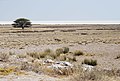 A lone springbok over the Etosha Pan, Etosha National Park