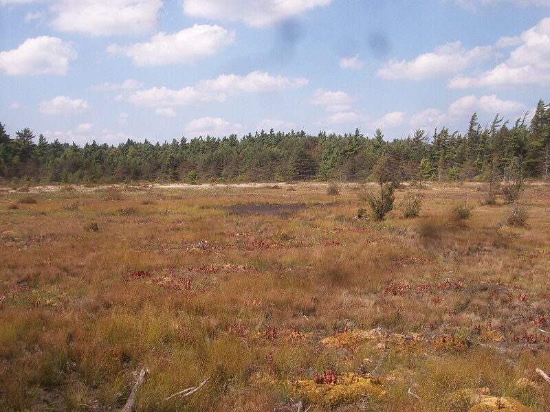 File:Spruceflatsbog.jpg