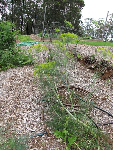 File:Starr-120415-4670-Anethum graveolens-flowering habit in veggie garden-Hawea Pl Olinda-Maui (25139470385).jpg