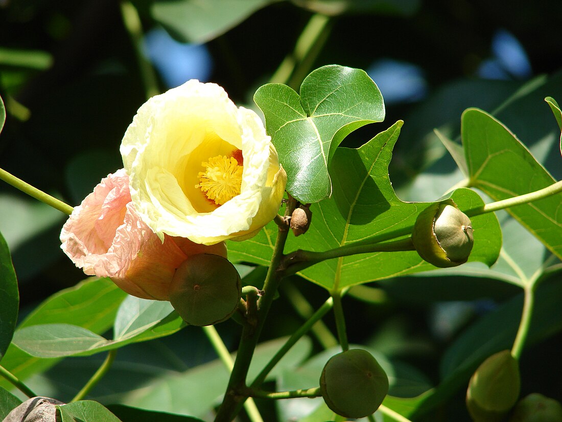 Chi Tra bồ đề