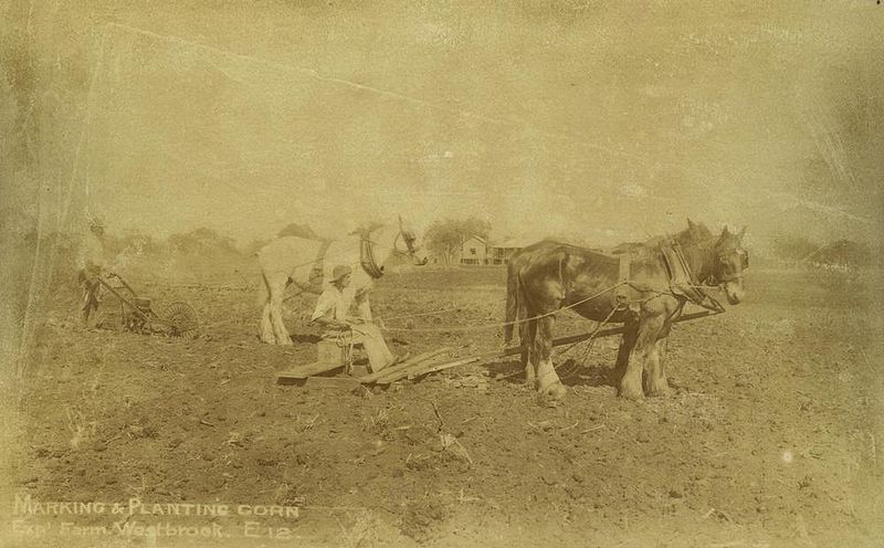File:StateLibQld 1 254991 Planting the corn fields at Westbrook Farm, Toowoomba, ca. 1899.jpg