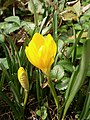 Sternbergia lutea