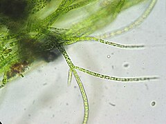 Stigeoclonium, género de algas clorófitas