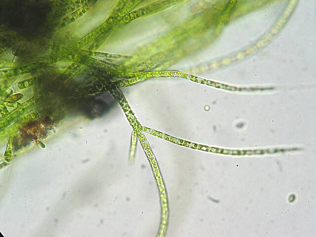 freshwater algae identification