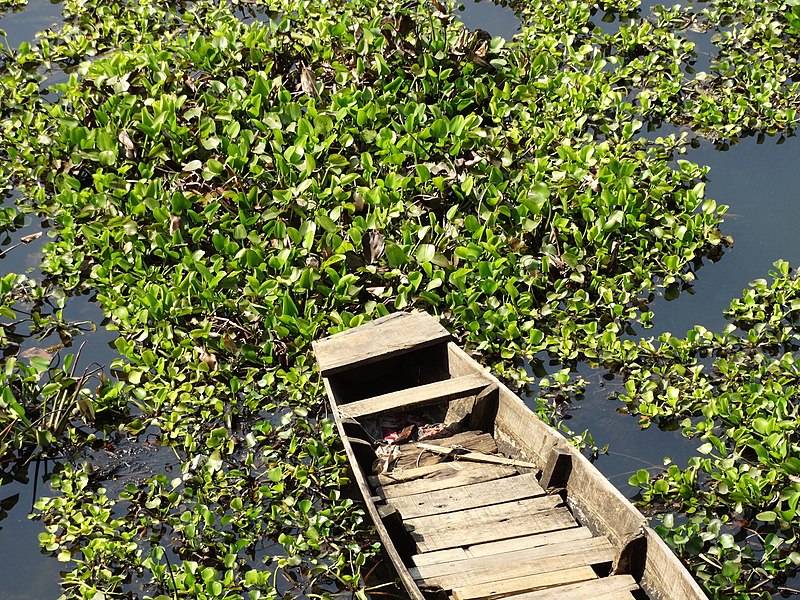 File:Still Life with Boat and Hyacinths - Kaptai Lake - Rangamati - Chittagong Hill Tracts - Bangladesh (13241001024).jpg