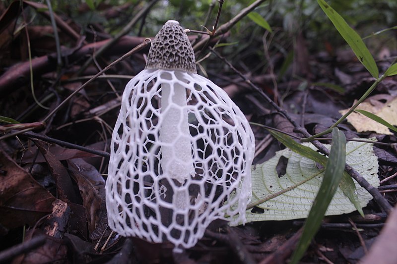 File:Stinkhorn mushroom mount cameroon national park.jpg