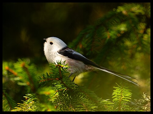 A Long-tailed tit (Aegithalos caudatus) captured in UNESCO Biosphere Reserve in Kinnekulle, Vänerskärgården in Sweden. Photograph: Tjustorparn