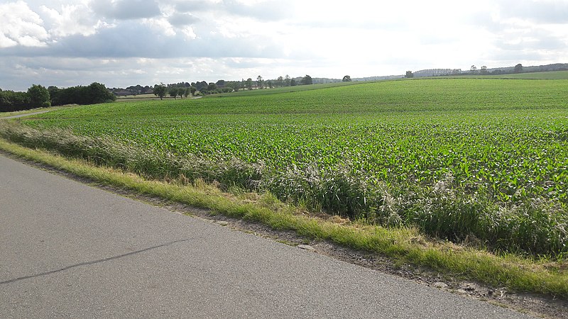 File:Straße von Grevenkrug nach Sören 06.jpg