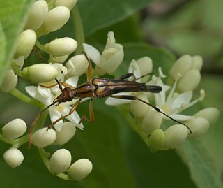 <i>Strangalia famelica</i> Species of beetle