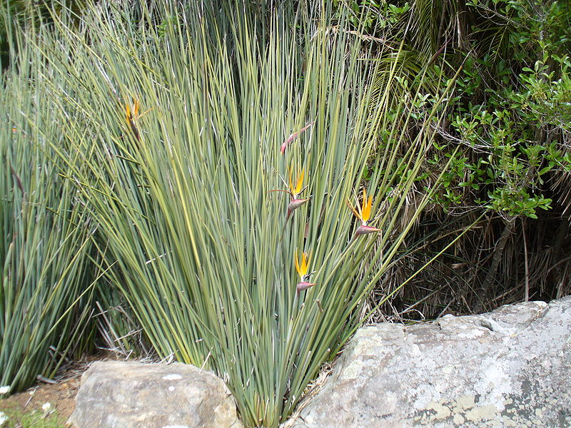 File:Strelitzia juncea.JPG