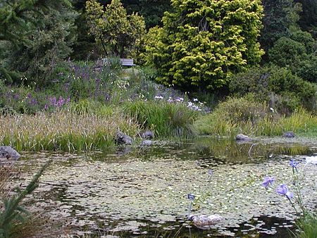 Strybing Arboretum pond