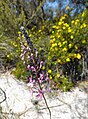 Wildflowers at site: Stylidium sp. or Trigger Plant (foreground) and Hibbertia sp. (background)