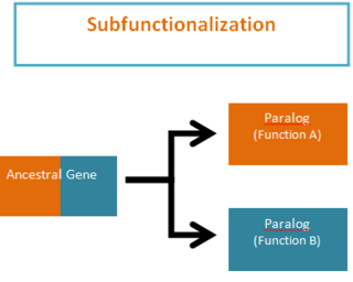 <span class="mw-page-title-main">Subfunctionalization</span>