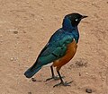 Superb Starling