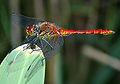 Sympetrum sanguineum (by Aka)