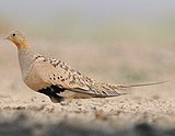 Sandgrouse