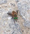 (Lig. 1a)Tabanus bromius oder Tabanus bovinus (1/2)??? noch offen