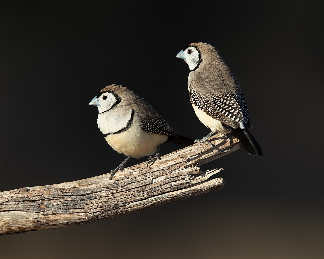 :File:Taeniopygia bichenovii 1 - Glen Alice.jpg