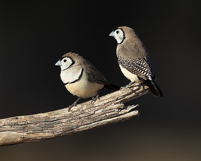 Deux petits oiseaux dodus sur une branchette mignons tout plein.