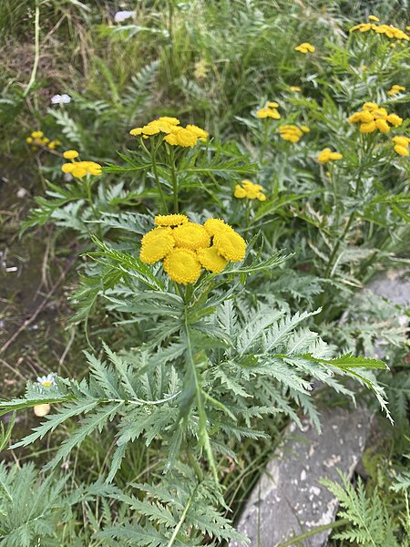 File:Tanacetum vulgare ssp. boreale.jpg