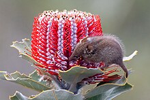 Possum medosavý, malý vačnatec podobný myši, se krmí na velkém červeno-bílém květu banksie