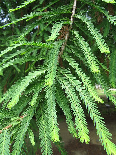 File:Taxodium mucronatum1.jpg