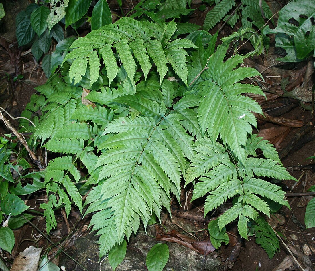 Tectariaceae