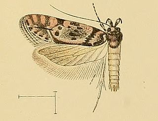 <i>Teleiopsis lunariella</i> Species of moth