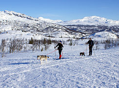 Skiing with dogs in Telemark county