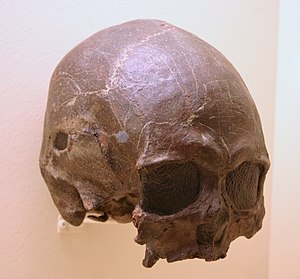 Tepexpan 1.Homo Sapiens 4,700 Years Old.jpg
