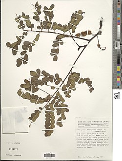 Tetrapleura tetraptera-NMNH-13158020.jpg