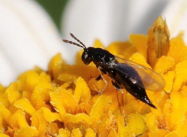 Subfamily Tetrastichinae (Unidentified)