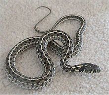 Garter Snake Wikipedia