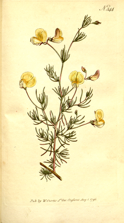 The Botanical Magazine, Plate 344 (Volume 10, 1796).png