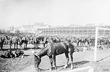 Horse lines of the Northumberland Hussars, Bruges, October 1914 (IWM Q50713) The British Army on the Western Front 1914 - 1918 Q50713.jpg